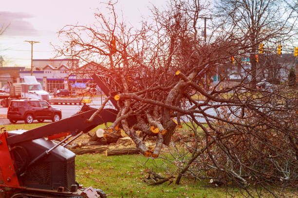 St Stephens, NC Tree Care Company
