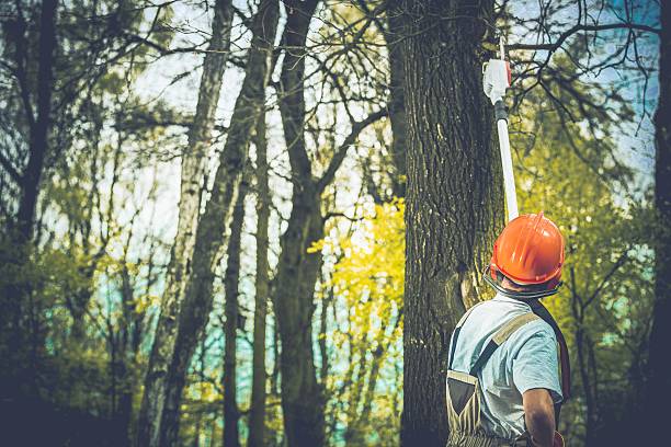 How Our Tree Care Process Works  in  St Stephens, NC